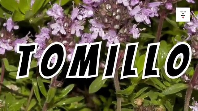 TOMILLO.- GARGANTA.- HONGOS EN UÑAS DE LOS PIES.-#17