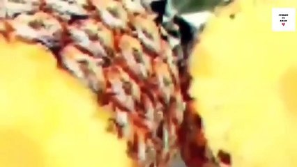 YERBABUENA.- DOLOR DE ESTOMAGO.-ADELGAZAR.-DIGESTION.- MAL ALIENTO.