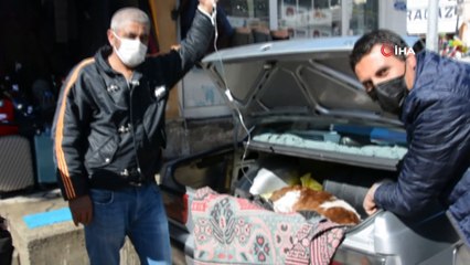 Hasta buzağı özel otomobille veterinere getirildi