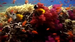 Baby Einstein - Neptune's Oceans - Violet's Sea Life Portraits (2011)