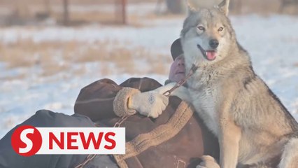 Inner Mongolia's "wolf raiser"