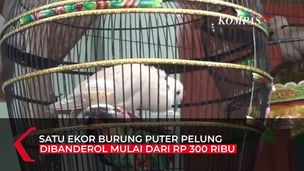 Raih Omzet Puluhan Juta Rupiah dari Ternak Burung Puter Pelung