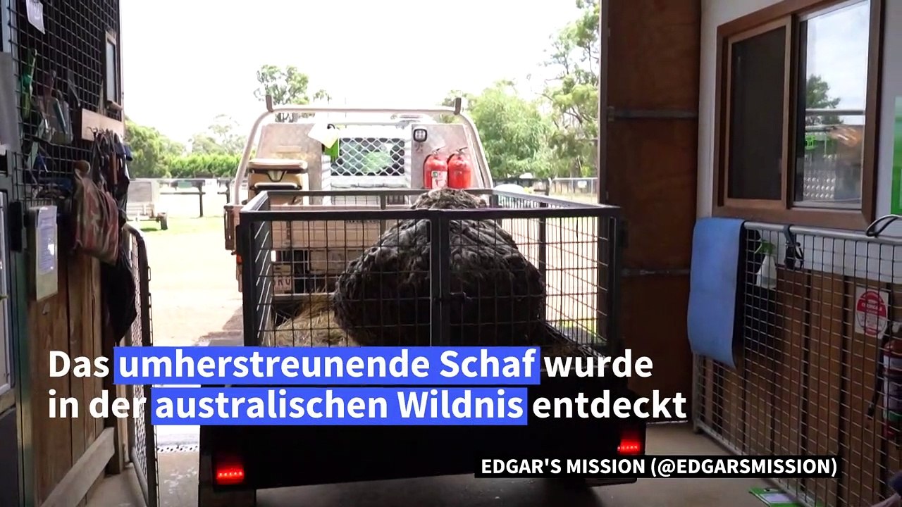 Haarig: Schaf in Australien hat 35-Kilo-Wollmantel