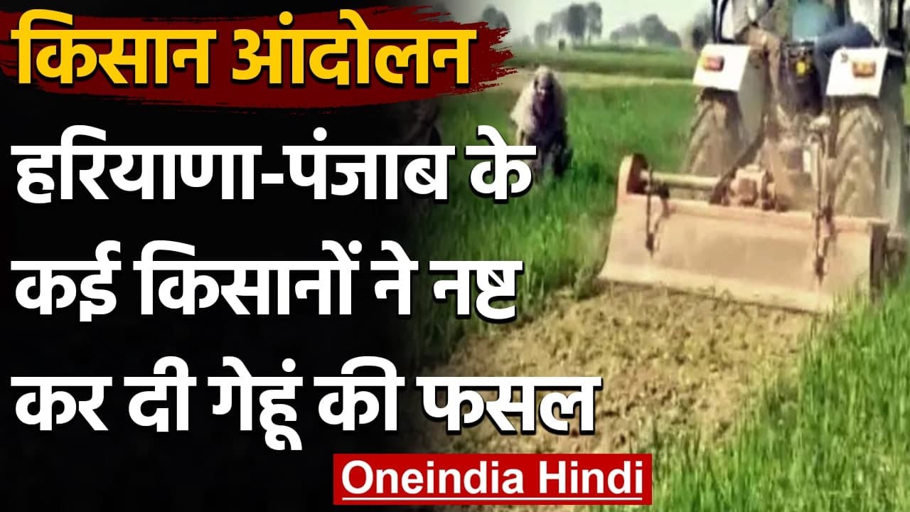 Kisan Andolan: Rakesh Tikait की अपील के बाद खड़ी फसल बर्बाद कर रहे किसान | वनइंडिया हिंदी