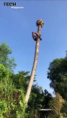 Extremely Dangerous Tree Felling Climbing Skill
