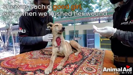 Dog s neck torn open saved by surgery