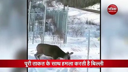जंगली बिल्ली ने ​किया हिरण का शिकार, देखें वीडियो