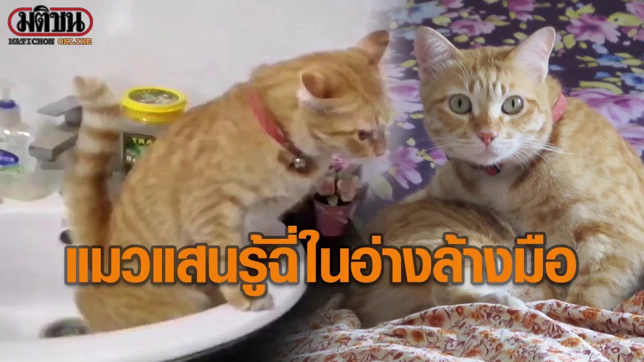 ถุงทอง แมวแสนรู้ ฉี่ในอ่างล้างมือ