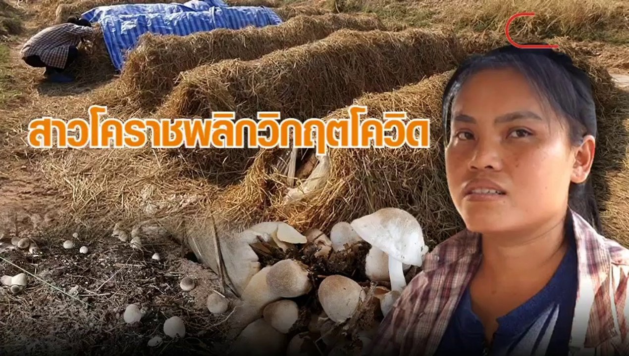 เพาะเห็ดฟางขาย