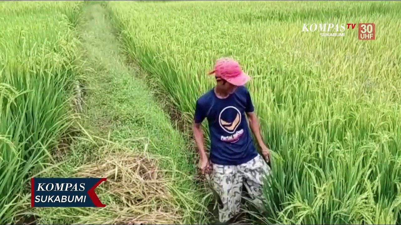 Hama Tikus Ancam Ratusan Hektar Sawah Gagal Panen