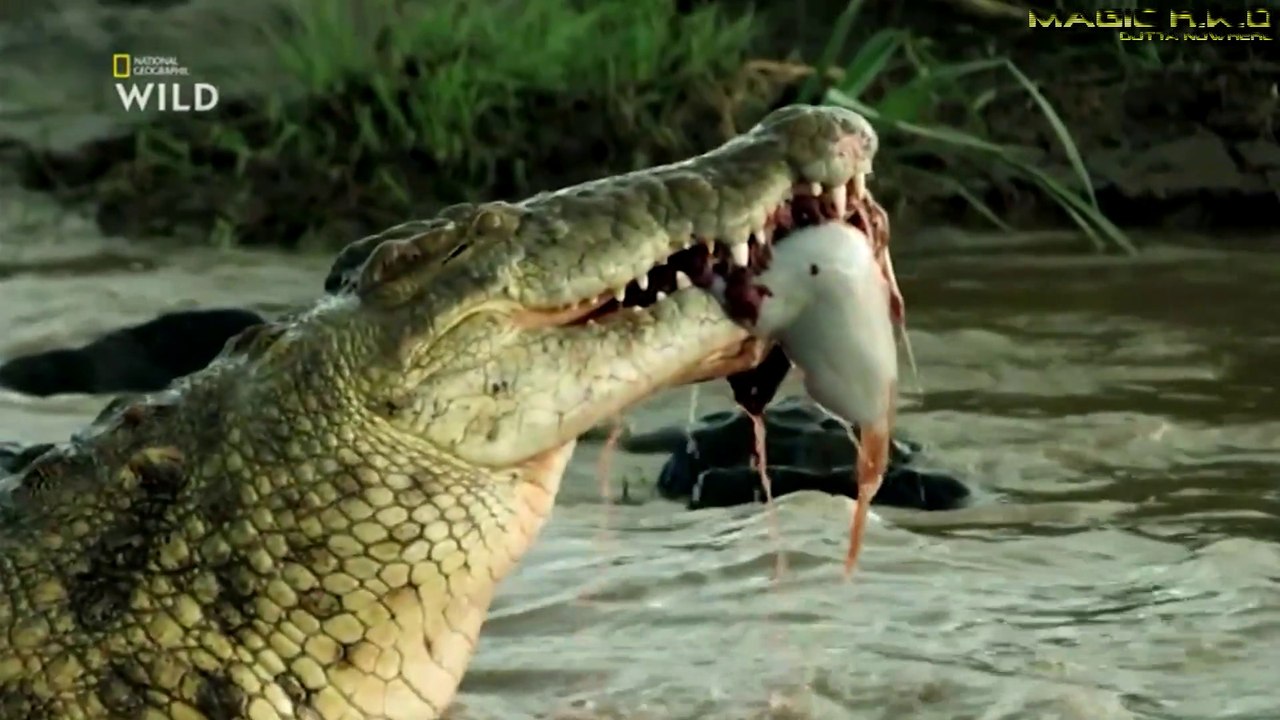 5 - Les Reptiles
