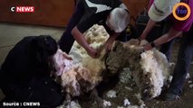 Australie : Un mouton sauvé et débarrassé d’une toison de 35 kg