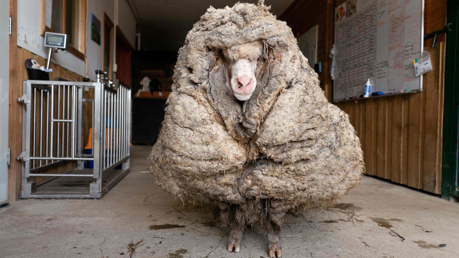 Australie : égaré depuis plusieurs années, un mouton délesté de 35 kilos de  laine - Vidéo Dailymotion