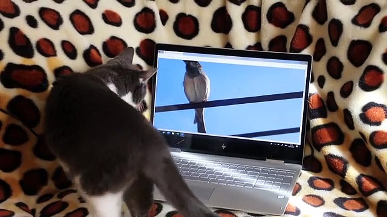 Funny cat part 3