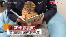 學霸貓貓是你？打開動物書露出超專注眼神