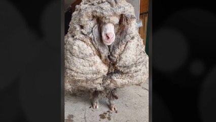 엉킨 털 달고 다니던 양 구조...깎고 보니 35kg 무게 / YTN