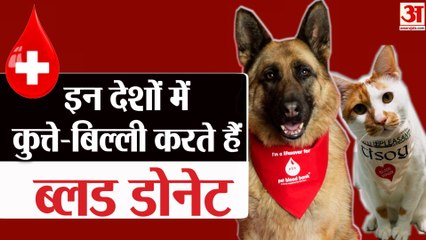 दुनिया के वो देश जहां कुत्ते –बिल्ली करते हैं Blood Donate