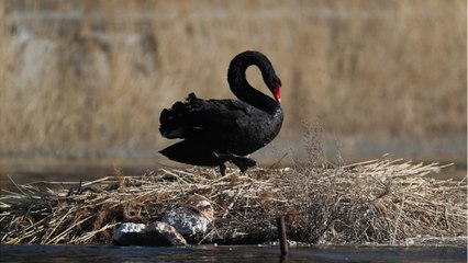 Bird flu has spread to humans for the first time and this is how great of a pandemic danger it is