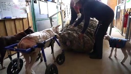 Fünf Jahre nicht geschoren: Baa-rack trug 35 Kilo "Wolle"