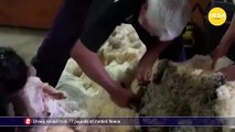 Sheep saved from 77 pounds of matted fleece