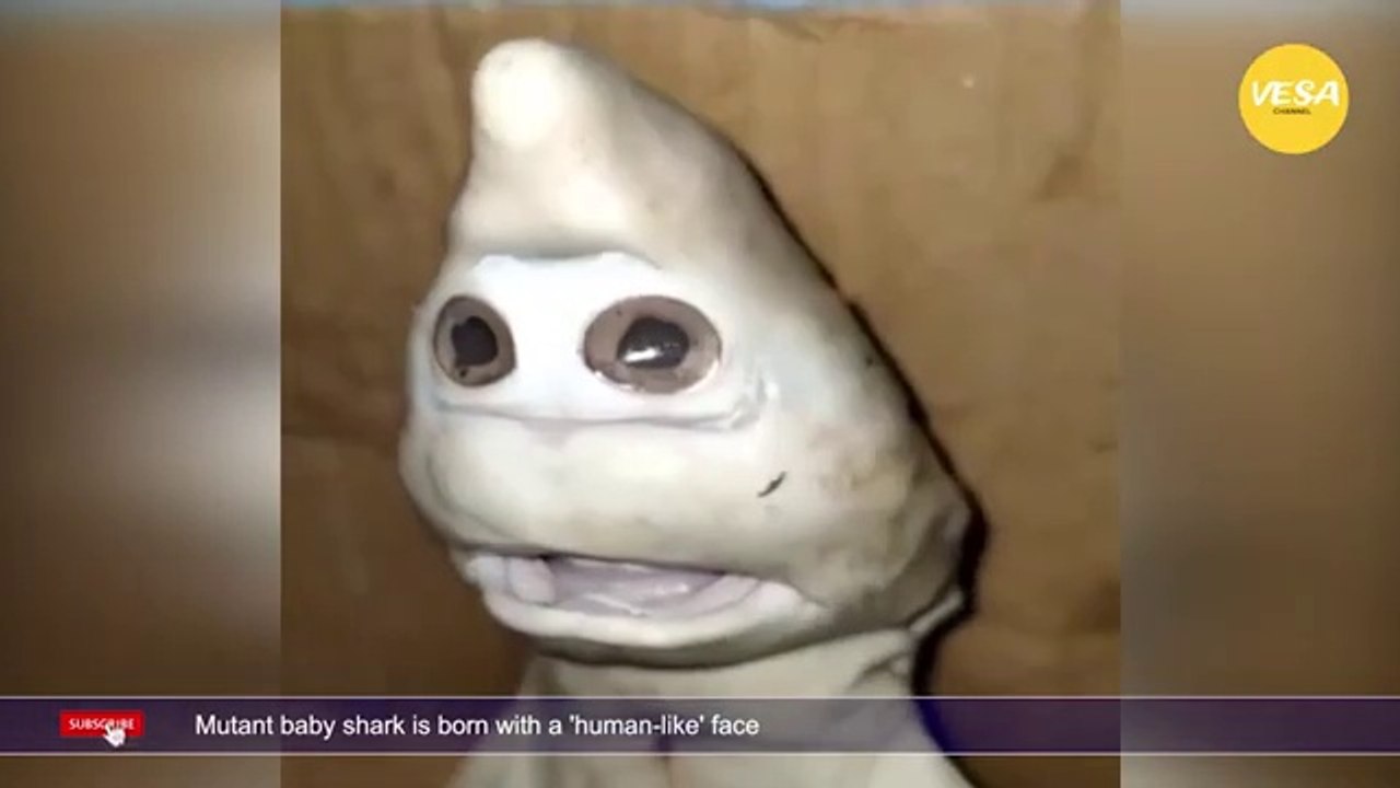 Mutant baby shark is born with a 'human like' face