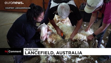 Encuentran una oveja salvaje en Australia con 35 kg. de lana