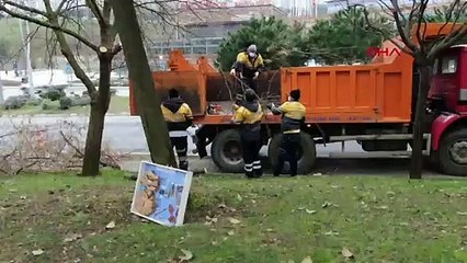 İstanbul'un ağaçlarında teke böceği tehlikesi