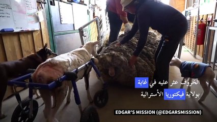 Descargar video: خروف في أستراليا ارتاح من 35 كيلوغراماً من الصوف