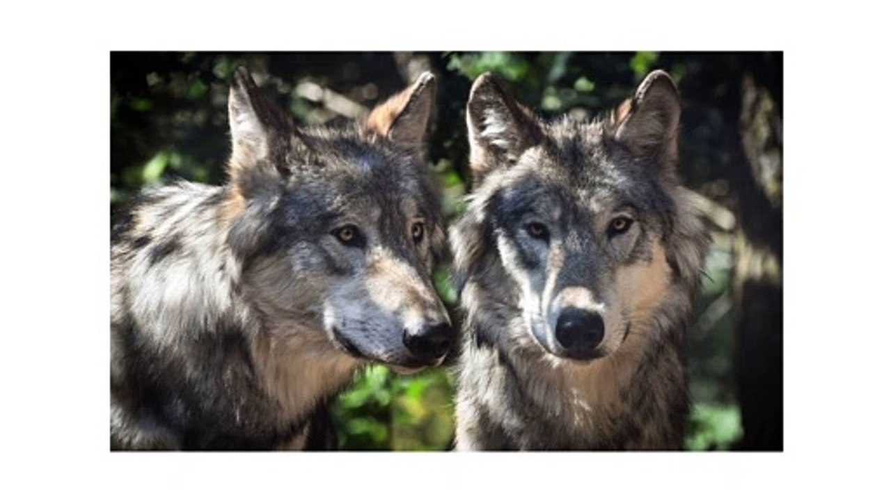 Wolves