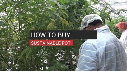 How to Buy Sustainable Pot