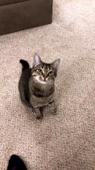 Clever Kitty Begs For Attention
