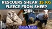 Overgrown sheep saved by shearing 35 kg massive fleece | Oneindia News
