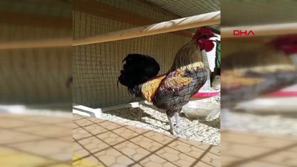 Öterken bayılan Denizli horozu, büyük ün kazandı