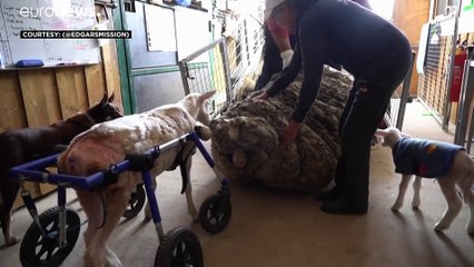 شاهد: خروف في أستراليا ارتاح  من 35 كيلوغراماً من الصوف