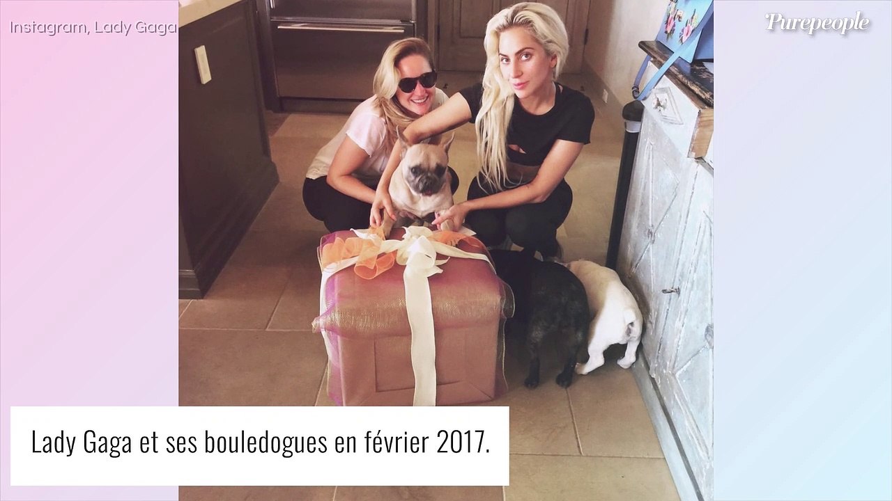 Lady Gaga : Ses chiens enlevés, leur nounou s'est fait tirer dessus