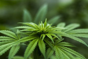Belleza: Las propiedades del cannabis para la cosmética