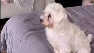 Kiss your pet on the head and see their reaction | TikTok Global