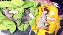 Gatos Graciosos