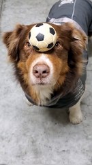 Talented Pooches Practice Balancing Balls