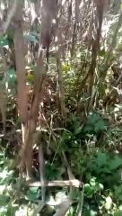तेंदुए के शावक को ग्रामीणों ने बनाया बंधक, लाइव देखे