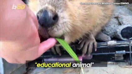 This Educational Rodent Named Justin Beaver Will Probably Be The Cutest Thing You See All Day!