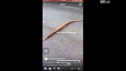 Un énorme python traverse la route au brésil