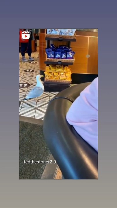 Thief Goose bird