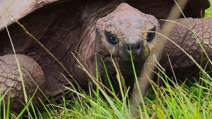 Jonathan.. the oldest land living creature on Earth