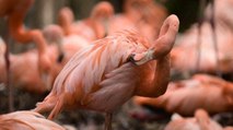 Newly Hatched Flamingos
