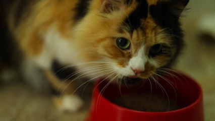 Give Without Cost: Take Care of Pets