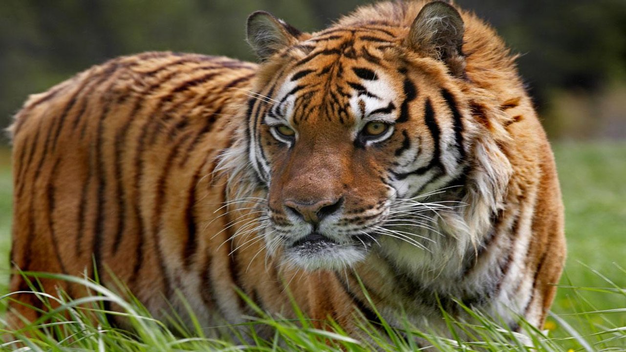 Endangered Species
