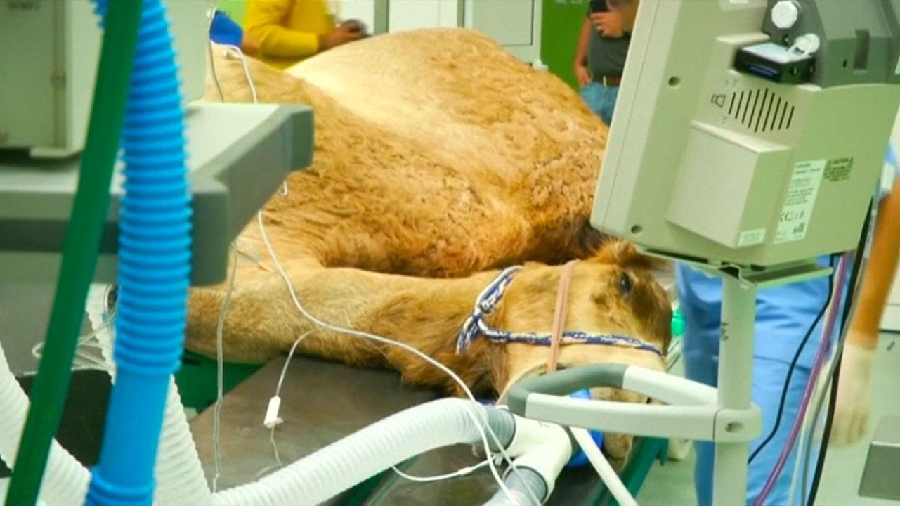 Dubai Camel Hospital