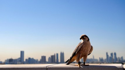 Falcons Soar High in Emirati Skies