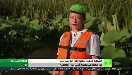 آلاف الهكتارات من أزهار اللوتس تتفتح في روسيا